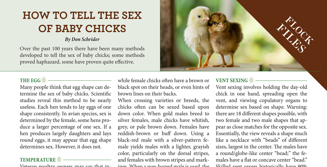 How To Tell The Sex Of Baby Chicks - Backyard Poultry